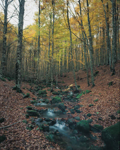 Ruscello sotto alla Montagnola